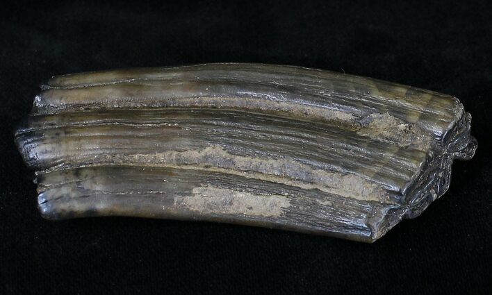 Pleistocene Aged Fossil Horse Tooth - Florida #21830